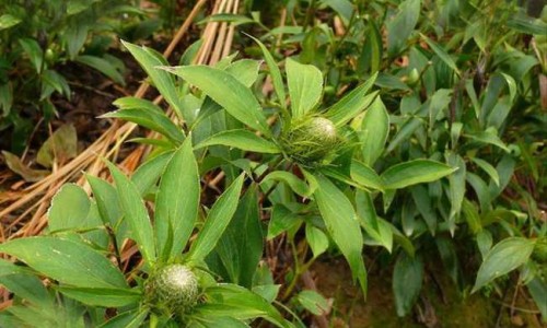 云南白药生产的消止咳消炎片-云南白药退烧药,中国云南白药集团的消炎退热颗粒网站